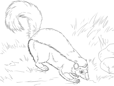 American Hog Nosed Skunk Coloring Page